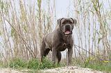 CANE CORSO 578